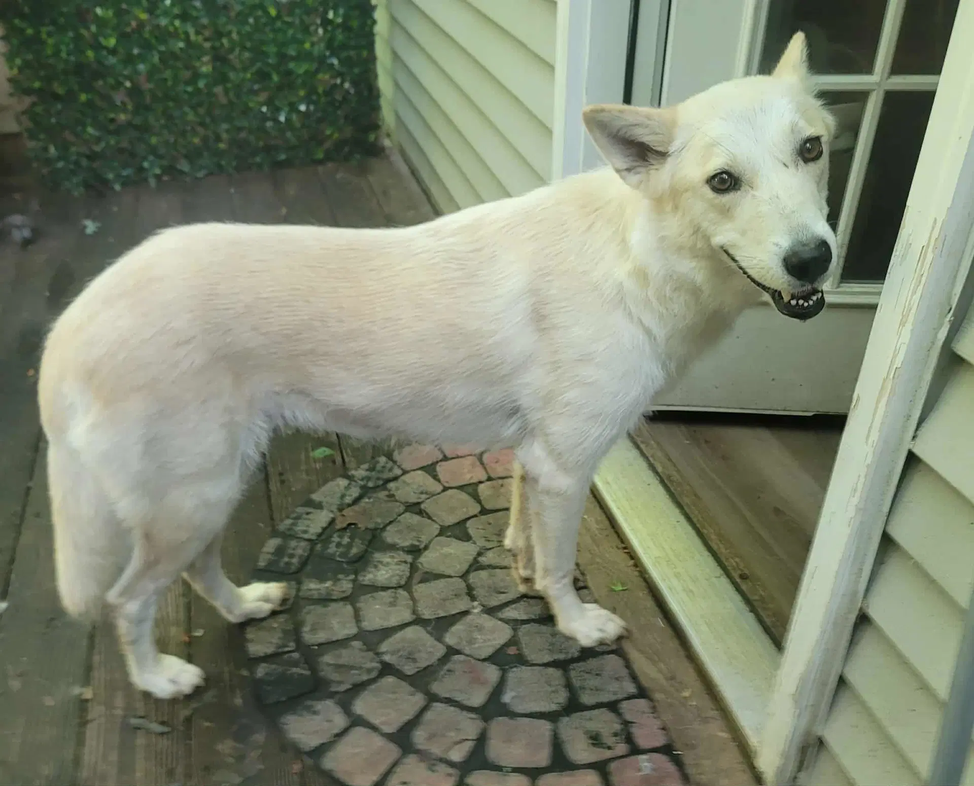 Tam image 3