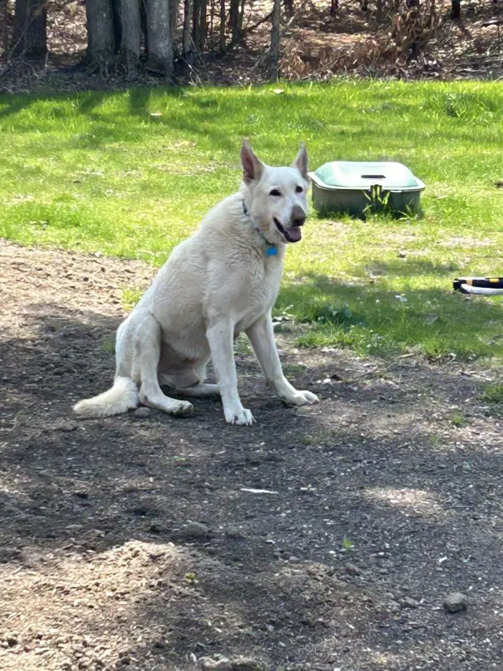 Knight - White German Shepherd