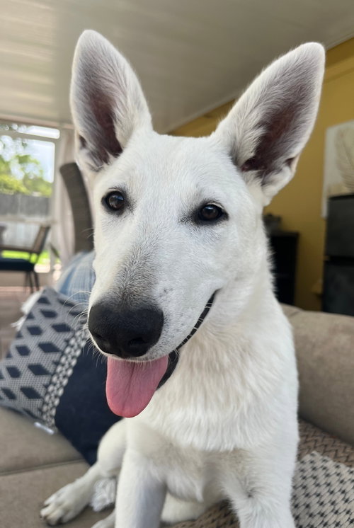 Rosie, an adoptable White German Shepherd in Hoffman Estates, IL