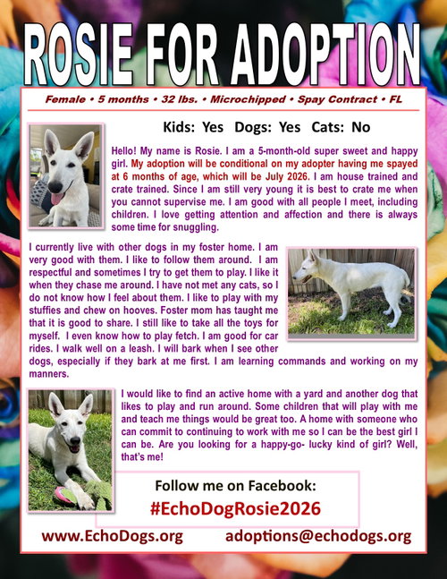 Rosie photo 2