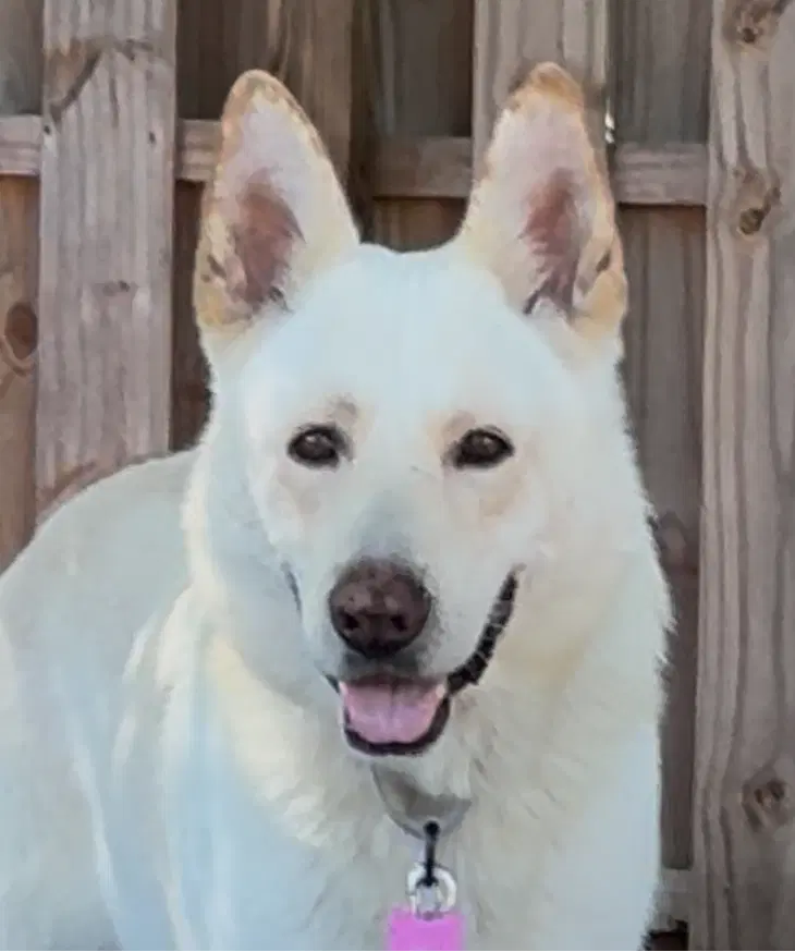 Messi - White German Shepherd