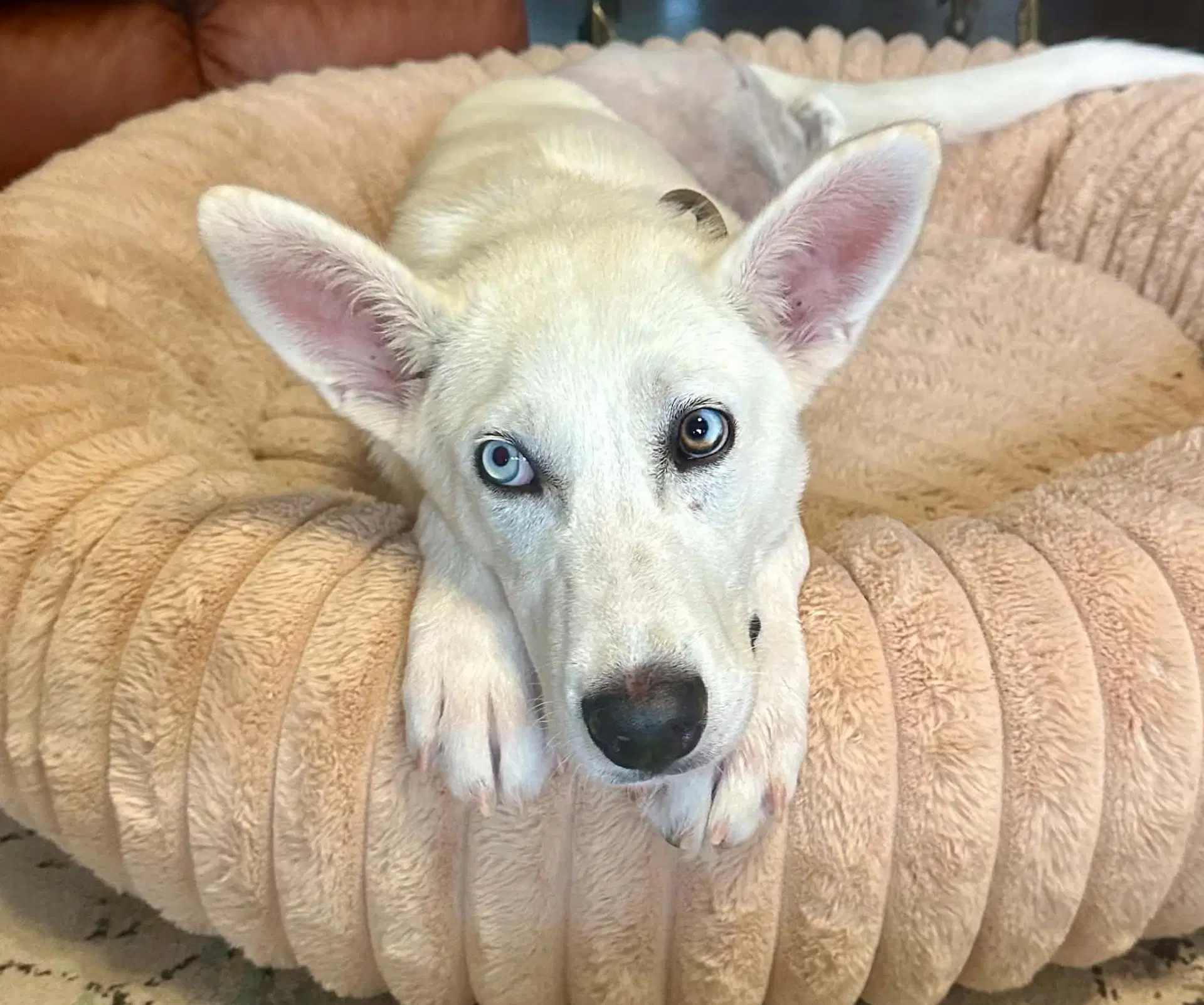 Trooper - White German Shepherd