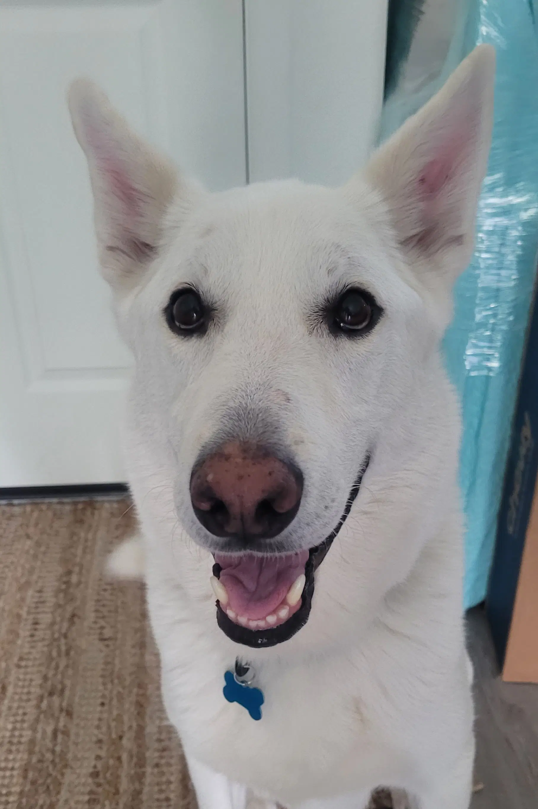 Rocky - White German Shepherd