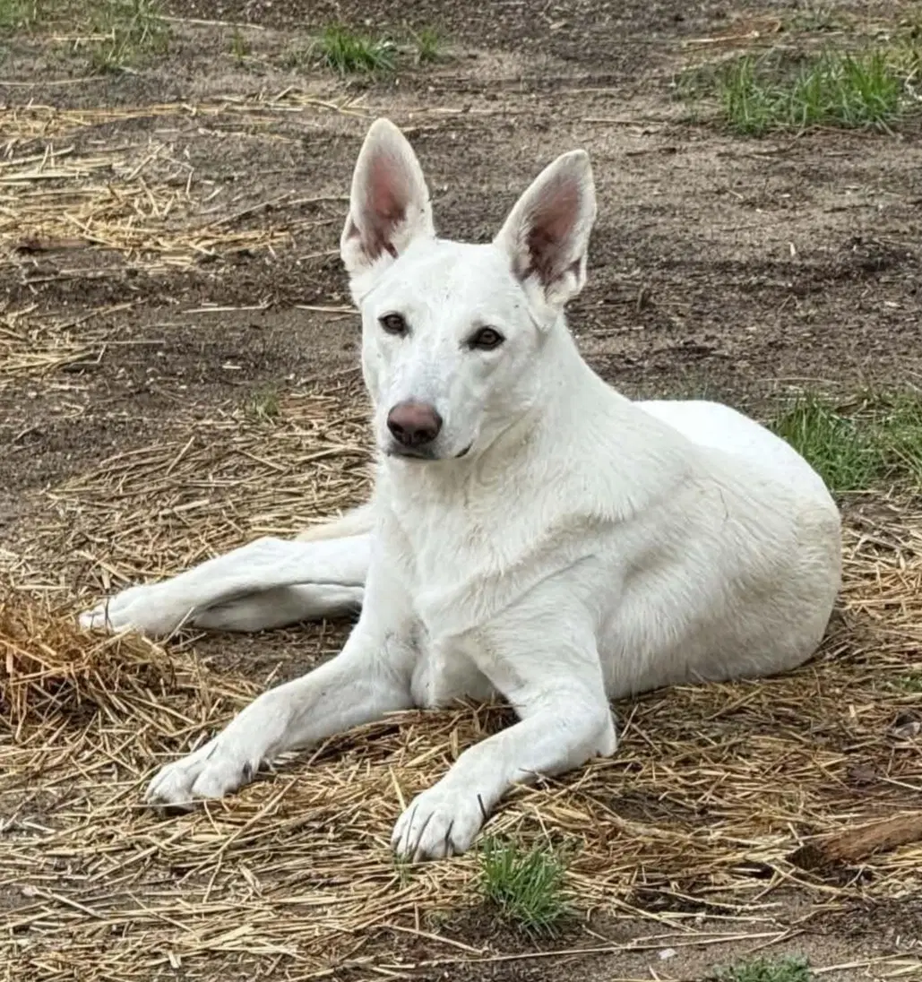 Clover - White German Shepherd