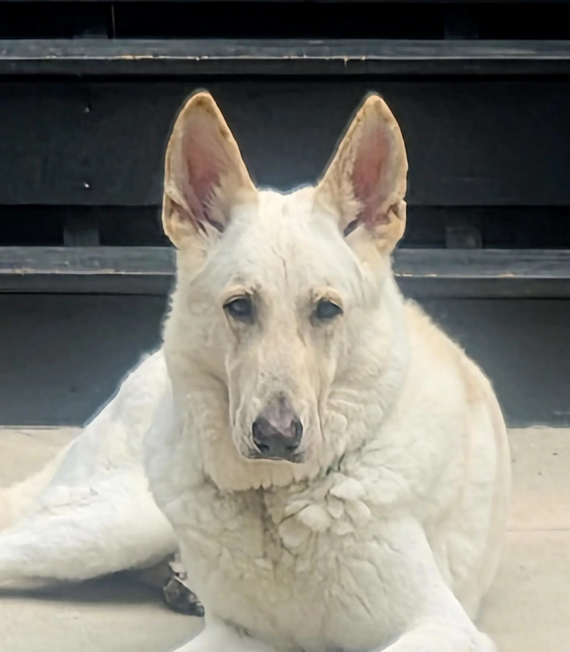 Morris - White German Shepherd