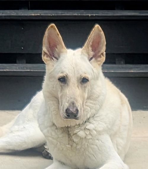 picture of the dog needing adoption