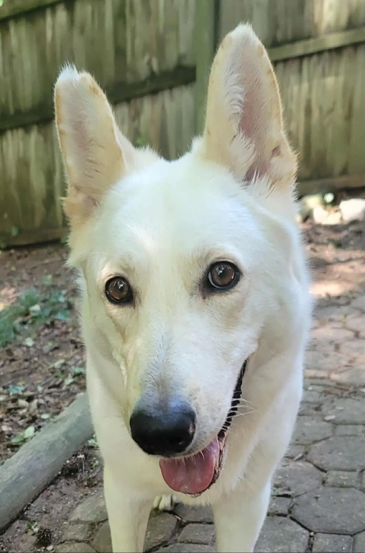 Willow - White German Shepherd