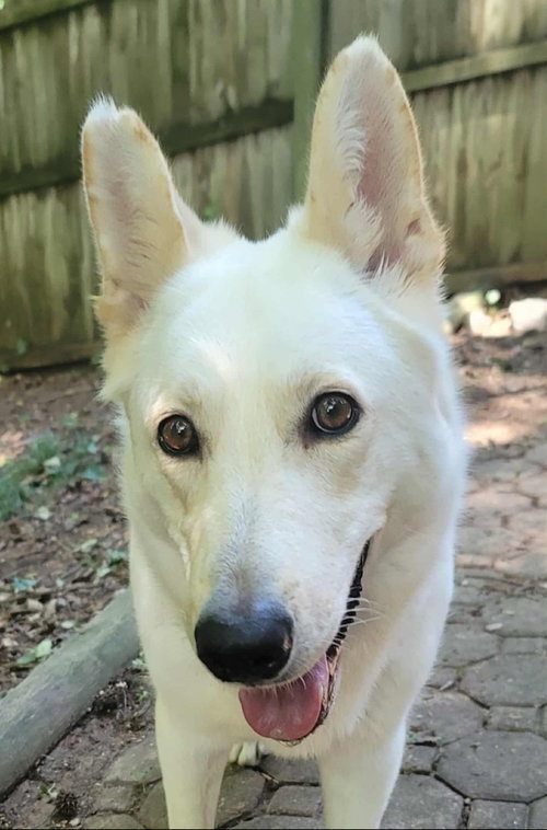 picture of the dog needing adoption