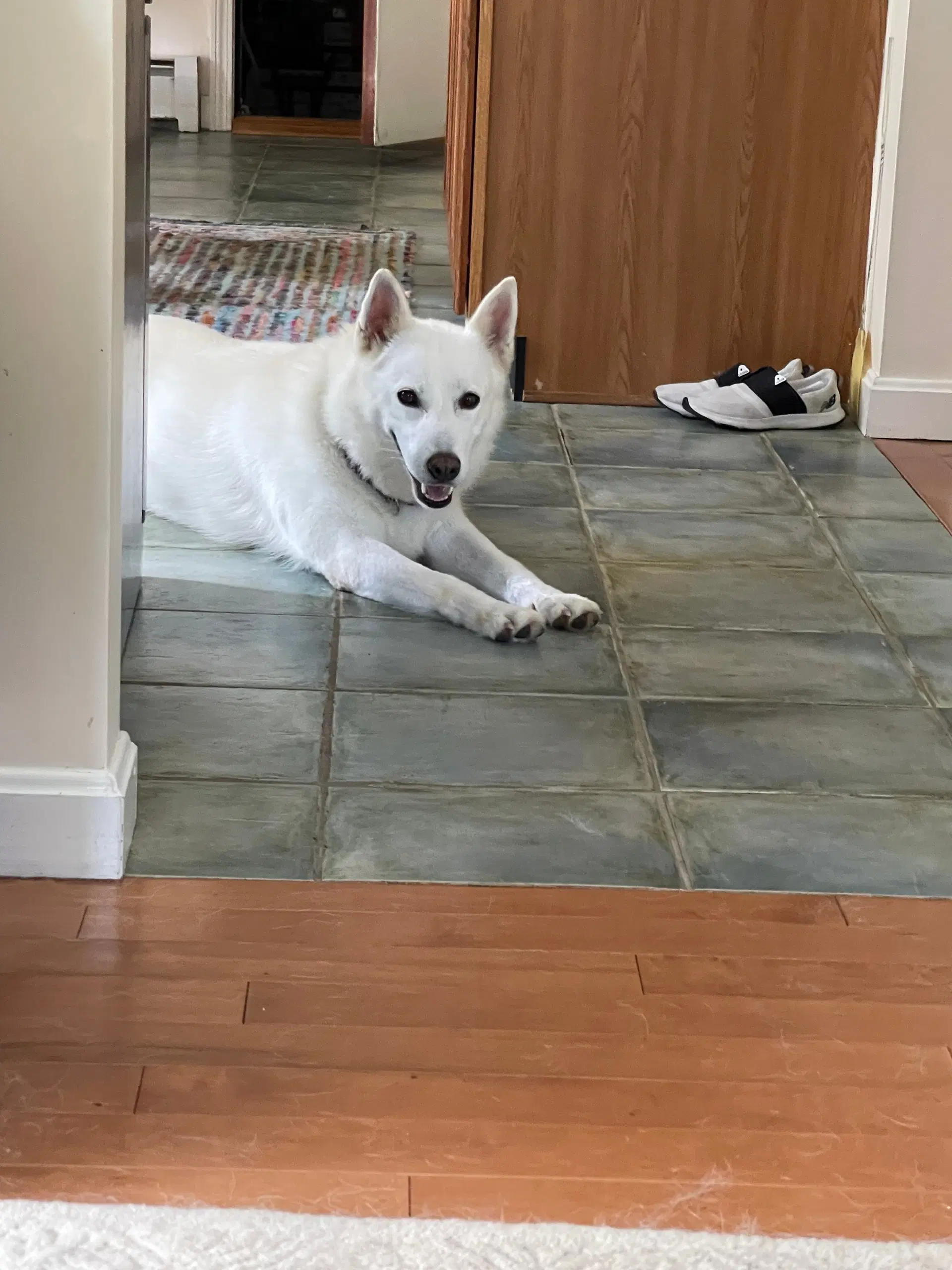 Leah - White German Shepherd