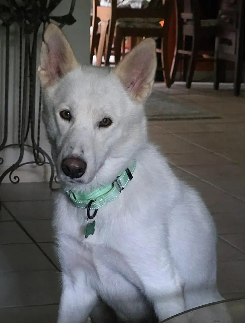 Mystic - White German Shepherd