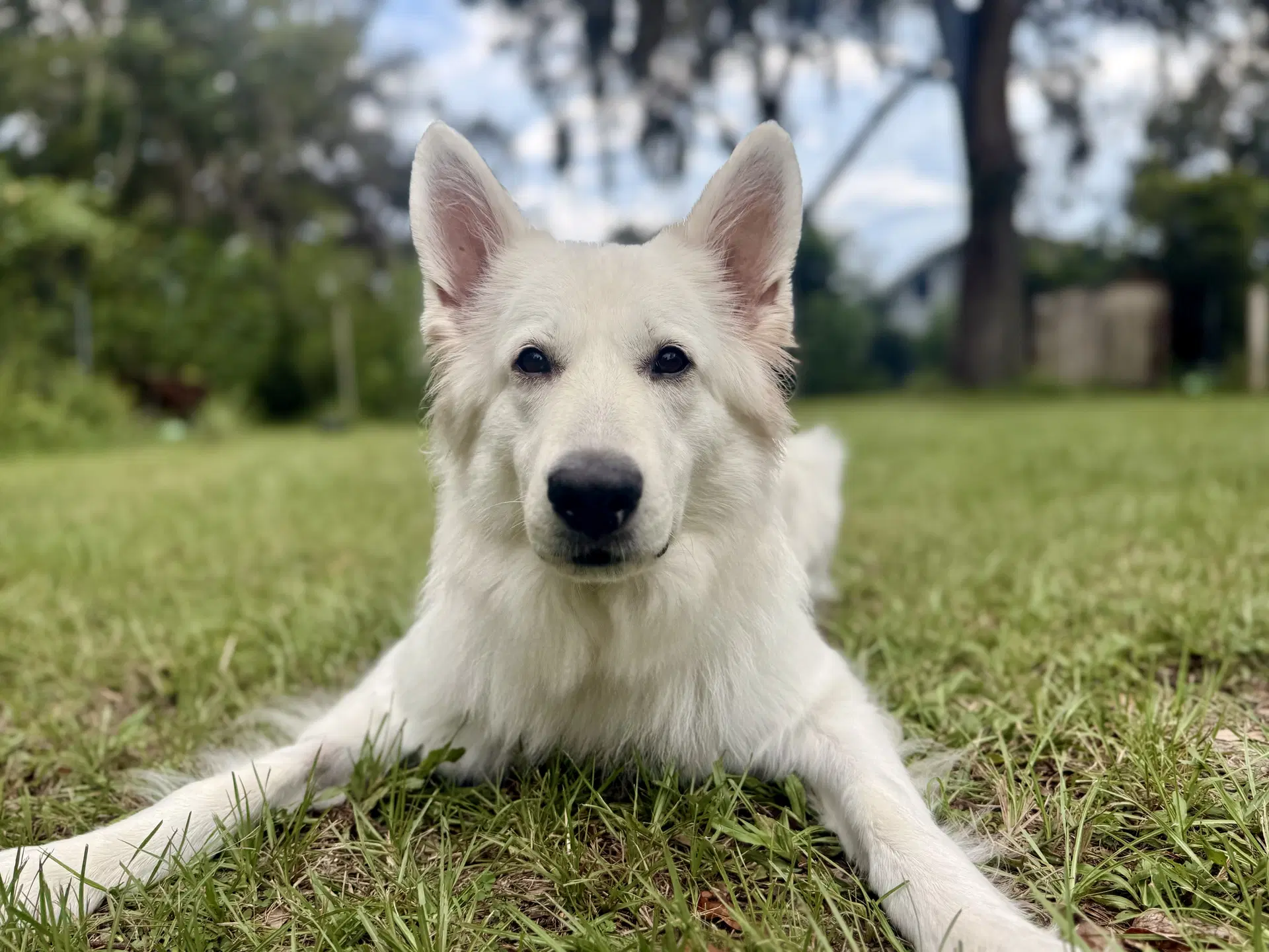 Luna Marie - White German Shepherd