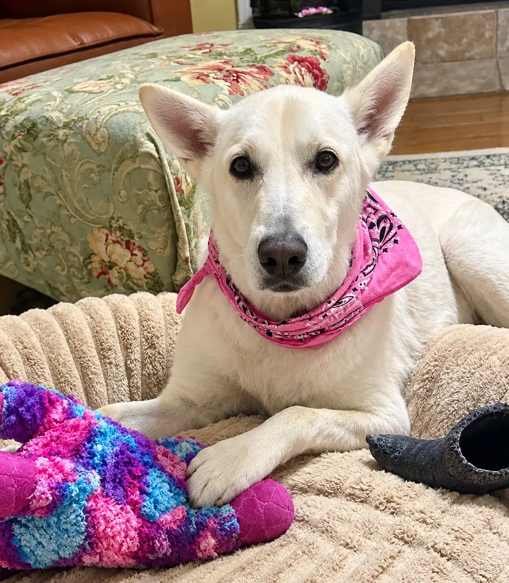 Sassa - White German Shepherd