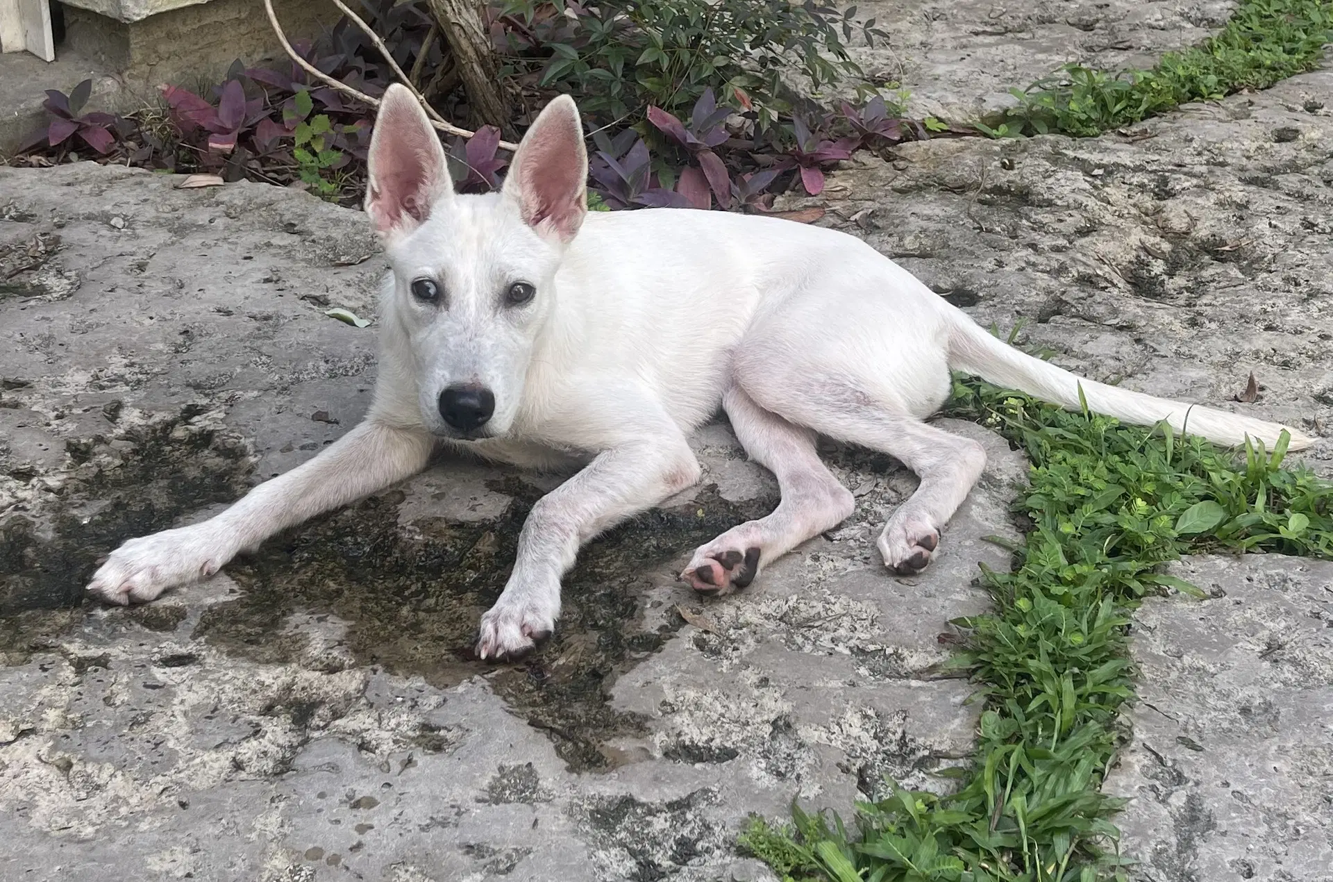 Mel - White German Shepherd