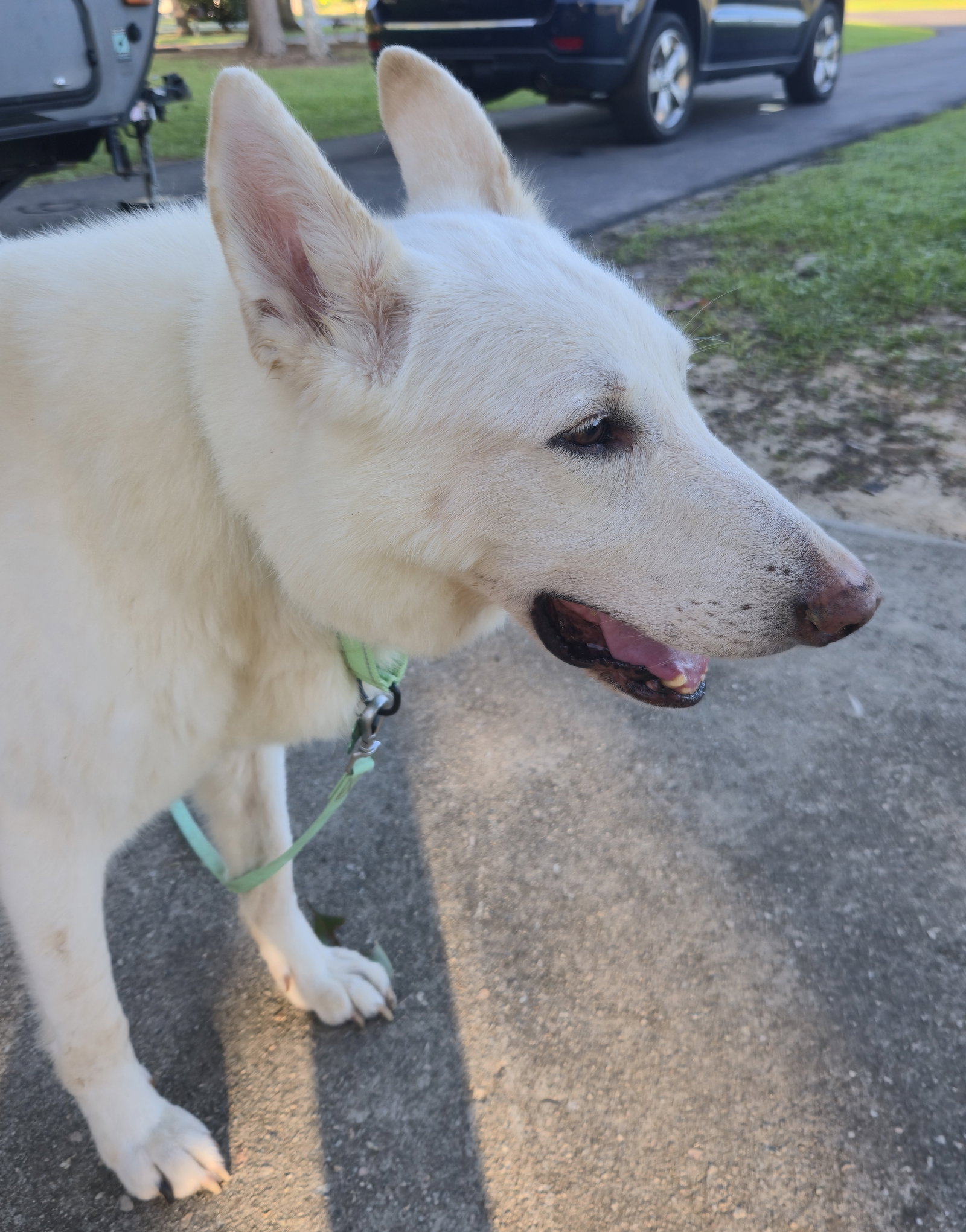 Buddha, White German Shepherd