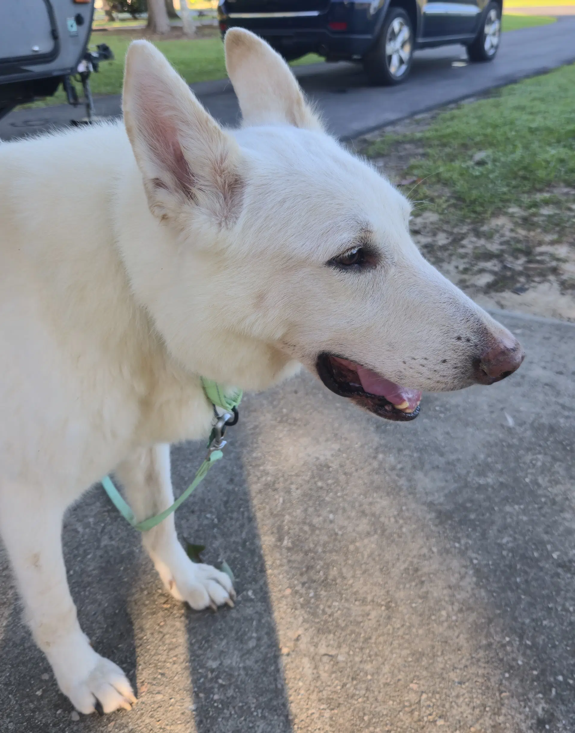 Buddha - White German Shepherd
