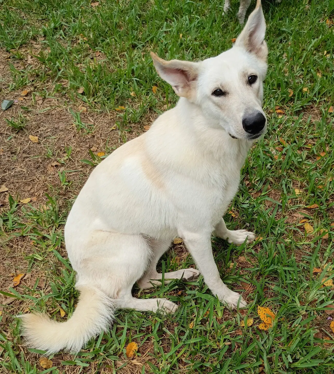 Dolly - White German Shepherd
