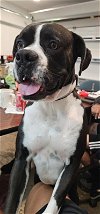 adoptable Dog in venice, FL named Captain F23-025