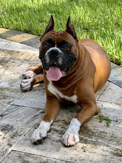picture of the dog needing adoption