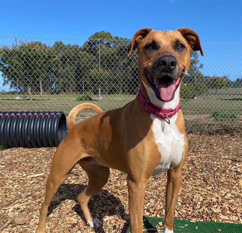 adoptable Dog in Mckinleyville, CA named ROBIN