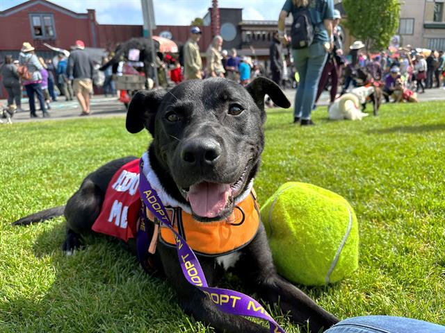 adoptable Dog in Mckinleyville, CA named BROLIN