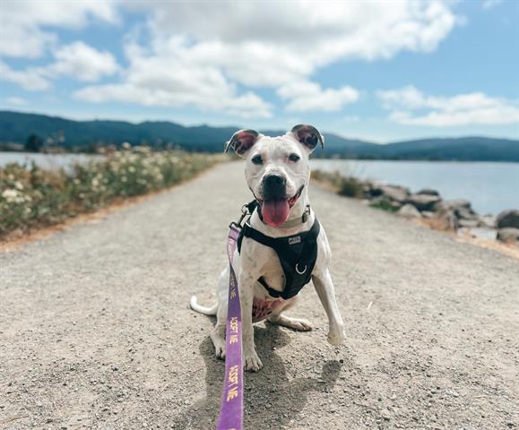 adoptable Dog in Mckinleyville, CA named KIKI