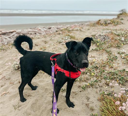 adoptable Dog in Mckinleyville, CA named TRENT