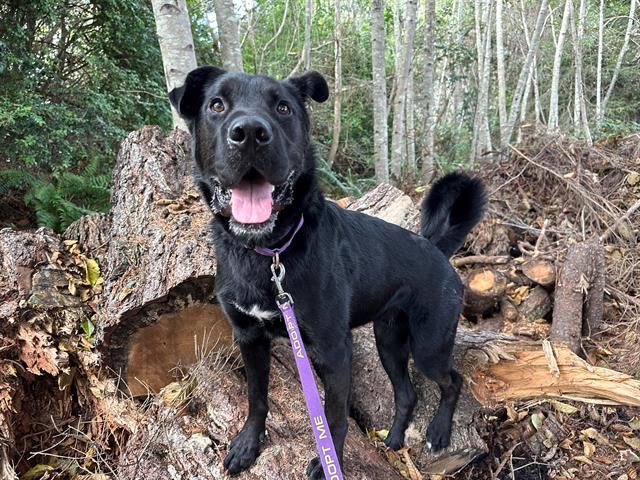 adoptable Dog in Mckinleyville, CA named TRENT