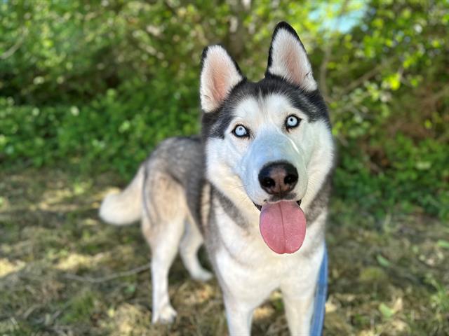 adoptable Dog in Mckinleyville, CA named TIMBER