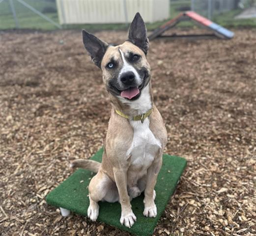 adoptable Dog in Mckinleyville, CA named ODIE