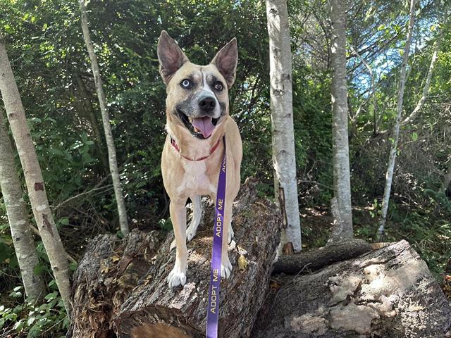 adoptable Dog in Mckinleyville, CA named ODIE