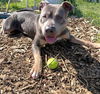 adoptable Dog in Mckinleyville, CA named ROCKY