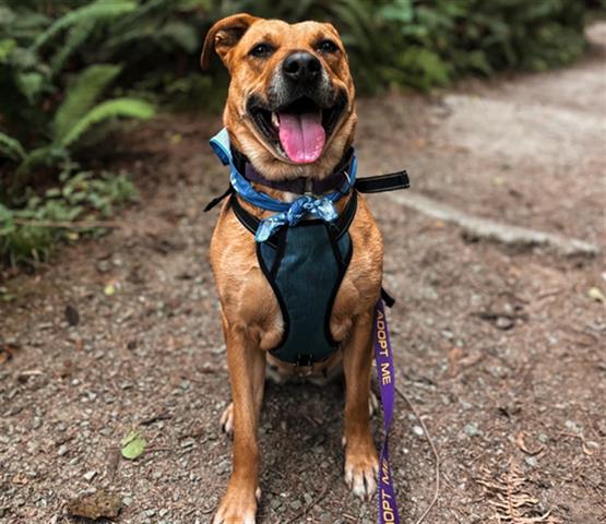 adoptable Dog in Mckinleyville, CA named BRANDY