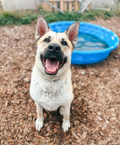 adoptable Dog in Mckinleyville, CA named RIZZ