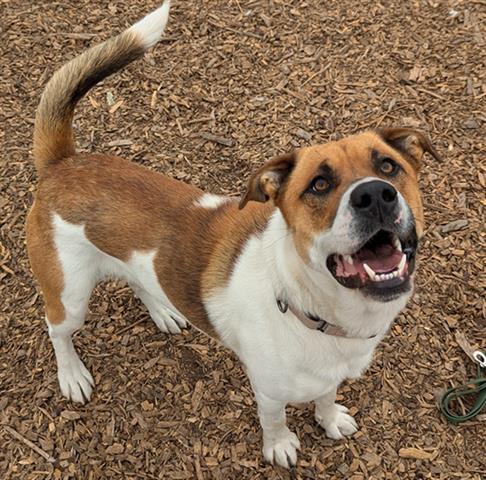 adoptable Dog in Mckinleyville, CA named BANDIT