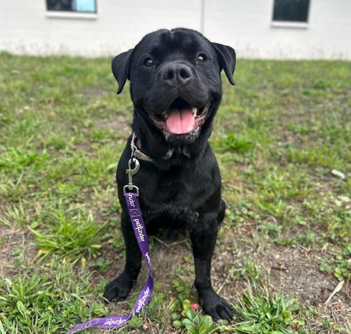 adoptable Dog in Mckinleyville, CA named TITAN