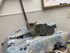 adoptable Cat in Mckinleyville, CA named TABITHA