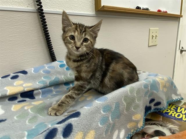 adoptable Cat in Mckinleyville, CA named TAYLOR