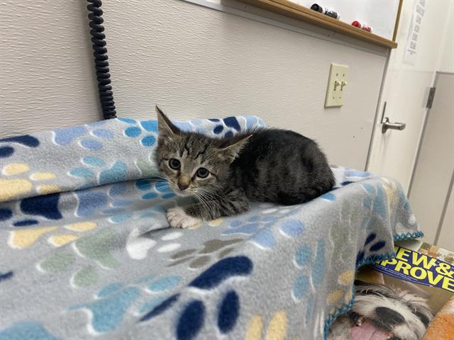 adoptable Cat in Mckinleyville, CA named TOBY