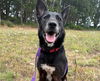 adoptable Dog in Mckinleyville, CA named JOY