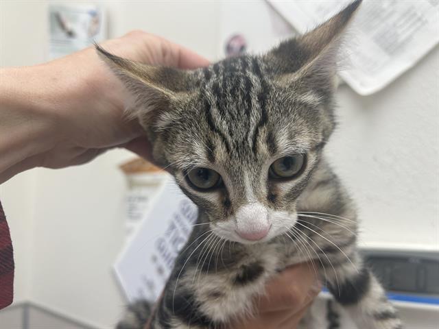 adoptable Cat in Mckinleyville, CA named PRIMROSE