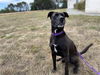 adoptable Dog in Mckinleyville, CA named BURGESS