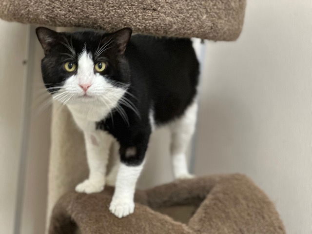 adoptable Cat in Mckinleyville, CA named FONZI