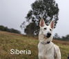 adoptable Dog in Mckinleyville, CA named SIBERIA