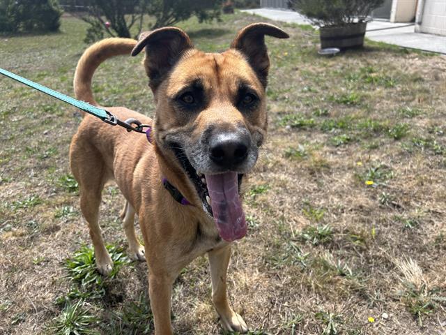 adoptable Dog in Mckinleyville, CA named SKIPPER