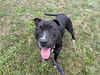 adoptable Dog in Mckinleyville, CA named ANYA