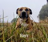 adoptable Dog in Mckinleyville, CA named BEN