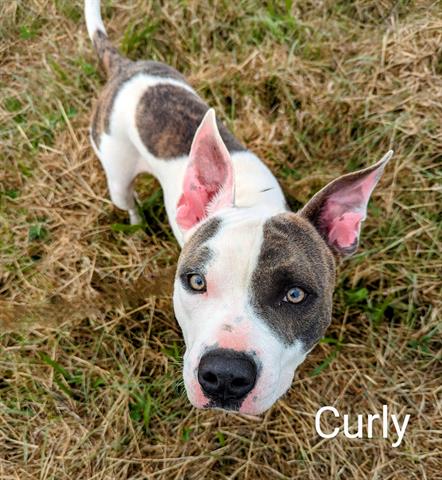 adoptable Dog in Mckinleyville, CA named CURLY