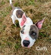 adoptable Dog in  named CURLY