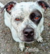 adoptable Dog in Mckinleyville, CA named ZELDA