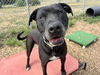 adoptable Dog in Mckinleyville, CA named BLACKJACK